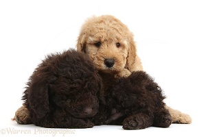 Cute sleepy Toy Goldendoodle puppies