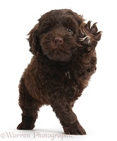 Cute chocolate Toy Goldendoodle puppy waving