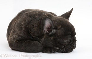 Dark brindle French Bulldog pup sleeping