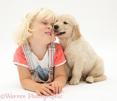 Golden Retriever puppy licking child's face