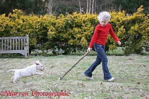 Girl playing with her new Yellow Labrador puppy
