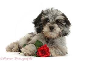 Valentine Daxiedoodle puppy with red rose