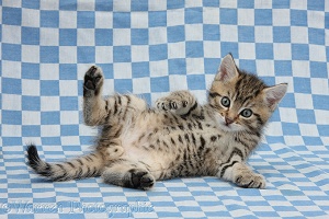 Cute tabby kitten on blue gingham background