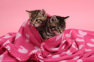Cute tabby kittens, wrapped in a pink blanket