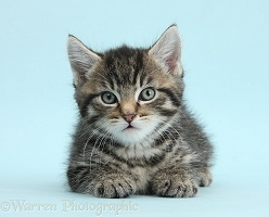 Cute tabby kitten on blue background
