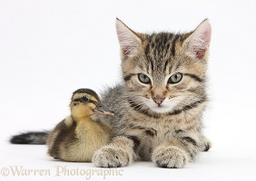 Cute tabby kitten with duckling