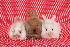 Cute baby bunnies, sitting on red hearts background