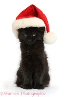 Fluffy black kitten, 9 weeks old, wearing a Santa hat