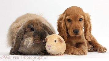 Cute Cocker Spaniel puppy with Guinea pig and rabbit