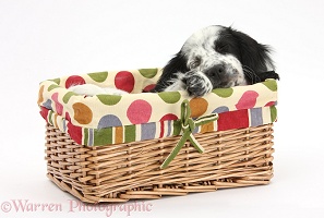 Black-and-white puppy sleeping in a basket