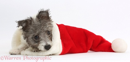 Jack Russell x Westie pup in a Santa hat