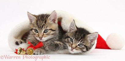 Cute tabby kittens in a Santa hat
