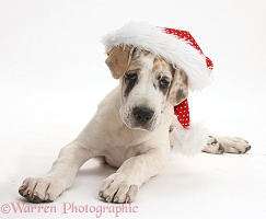 Great Dane puppy wearing a Santa hat