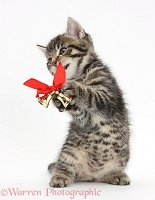 Cute tabby kitten playing with Christmas bells