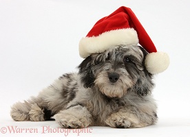 Daxiedoodle puppy wearing a Santa hat