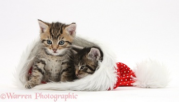 Cute tabby kittens, in a Santa hat