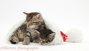 Cute tabby kittens, asleep in a Santa hat
