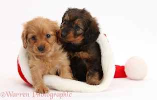 Daxiedoodle puppies in a Santa hat