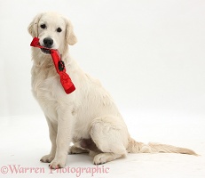 Golden Retriever dog, holding a Christmas cracker