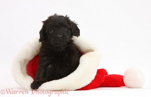 Black Daxiedoodle pup in a Santa hat