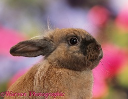 Brown Lionhead-cross rabbit portrait