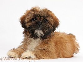 Brown Shih-tzu pup lying with head up