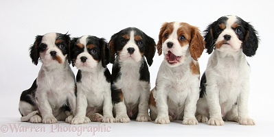 Five Cavalier puppies