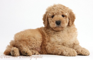 Cute Toy Goldendoodle puppy