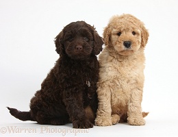 Cute Toy Goldendoodle puppies