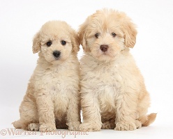 Two cute Toy Goldendoodle puppies