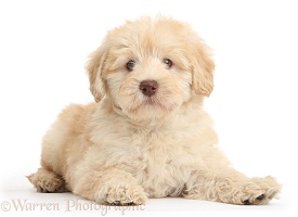 Cute Toy Goldendoodle puppy