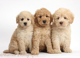 Three cute Toy Goldendoodle puppies