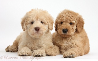 Two cute Toy Goldendoodle puppies