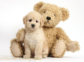 Cute Toy Goldendoodle puppy and Teddy bear