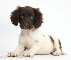 Chocolate-and-white Cocker Spaniel puppy
