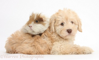 Cute Toy Goldendoodle puppy and Guinea pig
