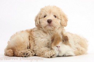 Cute Toy Goldendoodle puppy and Guinea pig