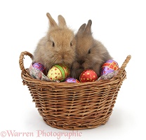 Baby rabbits in a basket with Easter eggs