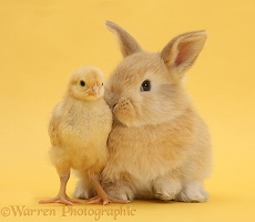 Sandy rabbit and bantam chick on yellow background