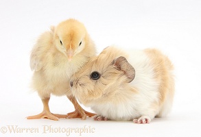 Baby Guinea pig and yellow Bantam chick