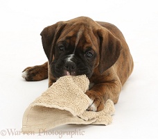 Boxer puppy, 8 weeks old, chewing a favourite cloth