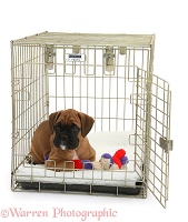 Boxer puppy, 12 weeks old, in a crate