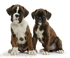 Two Boxer puppies, 8 weeks old