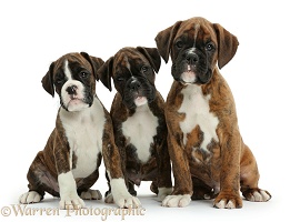 Three Boxer puppies, 8 weeks old
