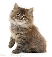 Brown tabby Maine Coon kitten, 7 weeks old, lifting a paw
