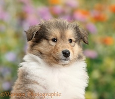 Sable Rough Collie dog puppy, 7 weeks old