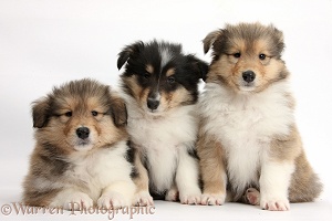 Three Rough Collie pups, 7 weeks old