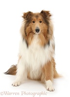 Sable Rough Collie dog, sitting