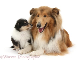 Rough Collie dog and puppy