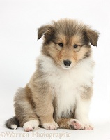 Sable Rough Collie puppy, 7 weeks old, sitting